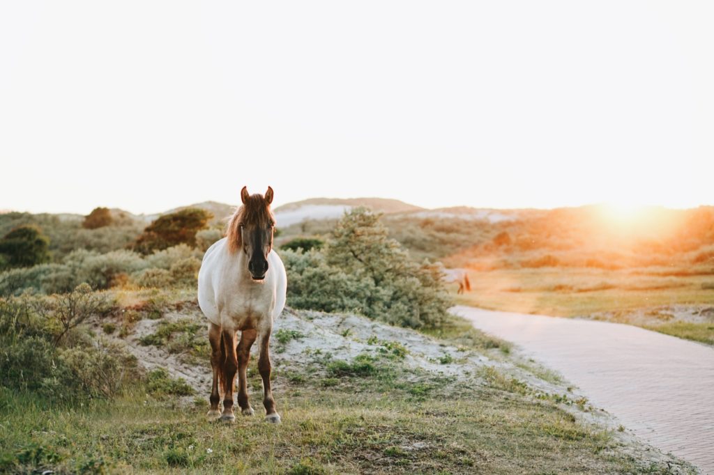 Peter kisteman 329830 unsplash