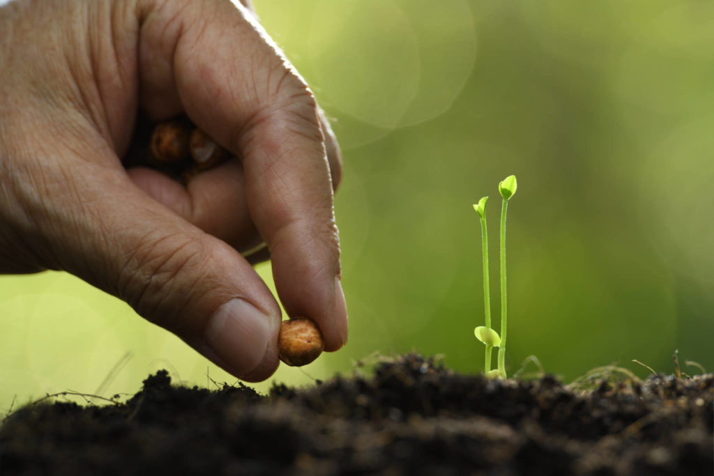 Human's hand planting seeds in soil