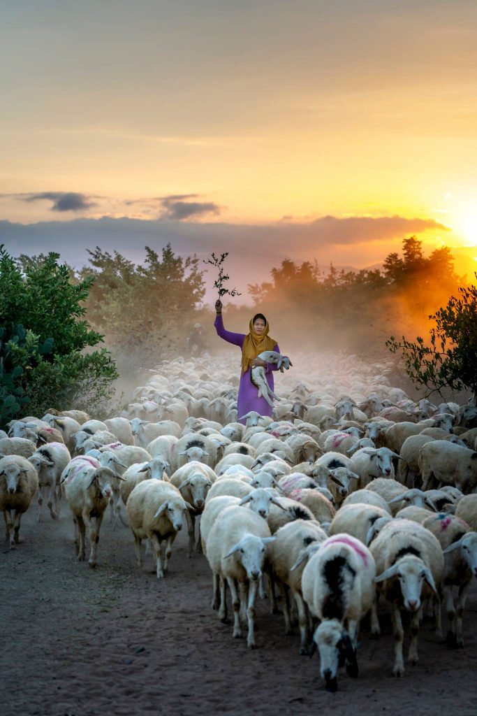 Woman standing surrounded by herd of animals