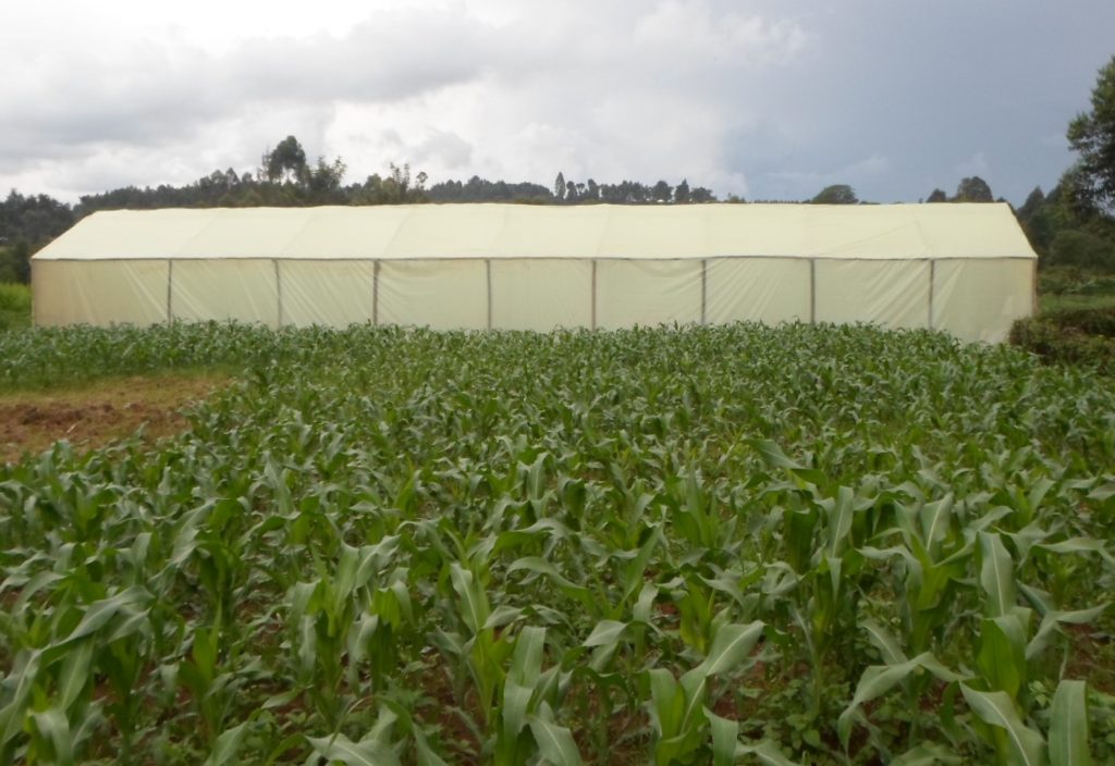 Greenhouse
